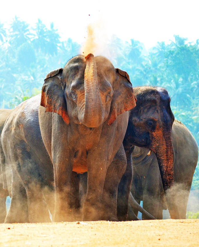 Amazing Sri Lanka 