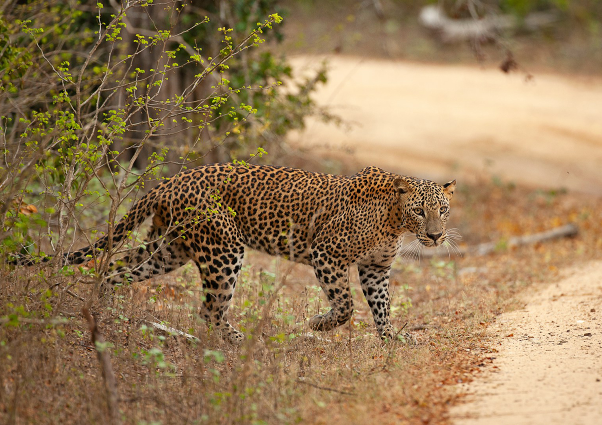 Jungle Thrills & Feathered Beauties