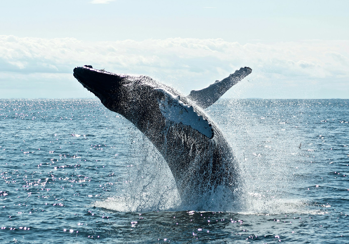 Ocean Giants Expedition